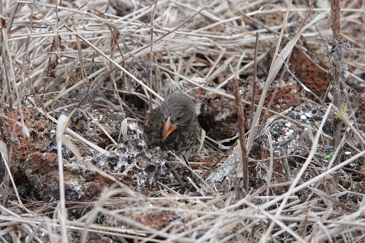 ヘノベササボテンフィンチ - ML644437761