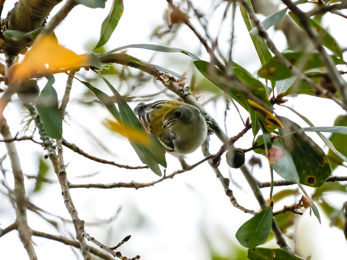 Reinita de Pensilvania - ML644437765