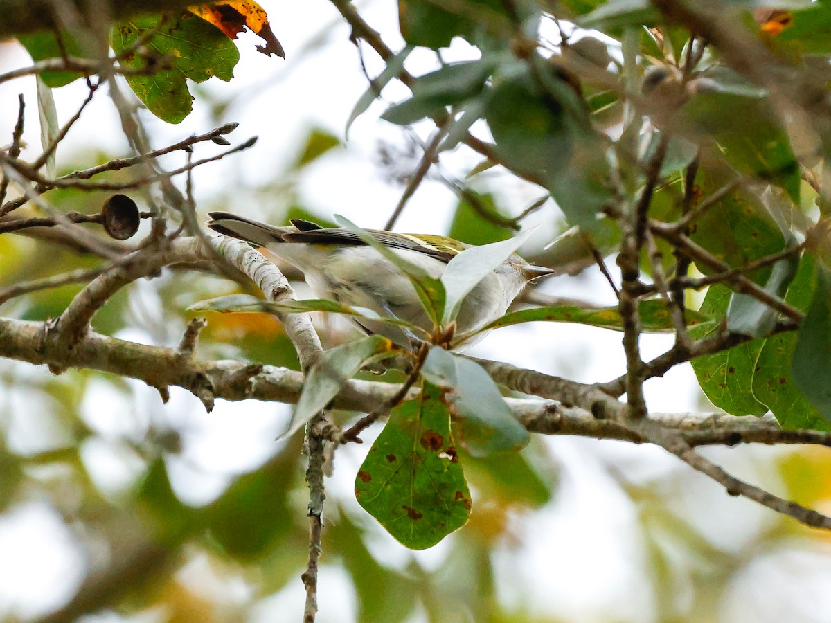 Reinita de Pensilvania - ML644437766