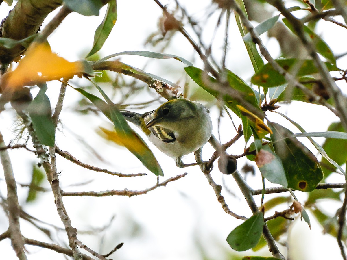 Reinita de Pensilvania - ML644437767
