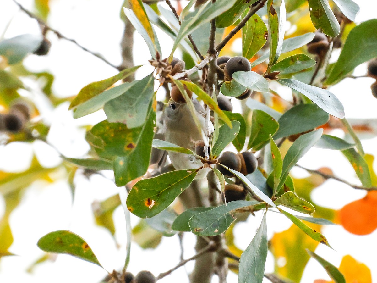 Reinita de Pensilvania - ML644437769