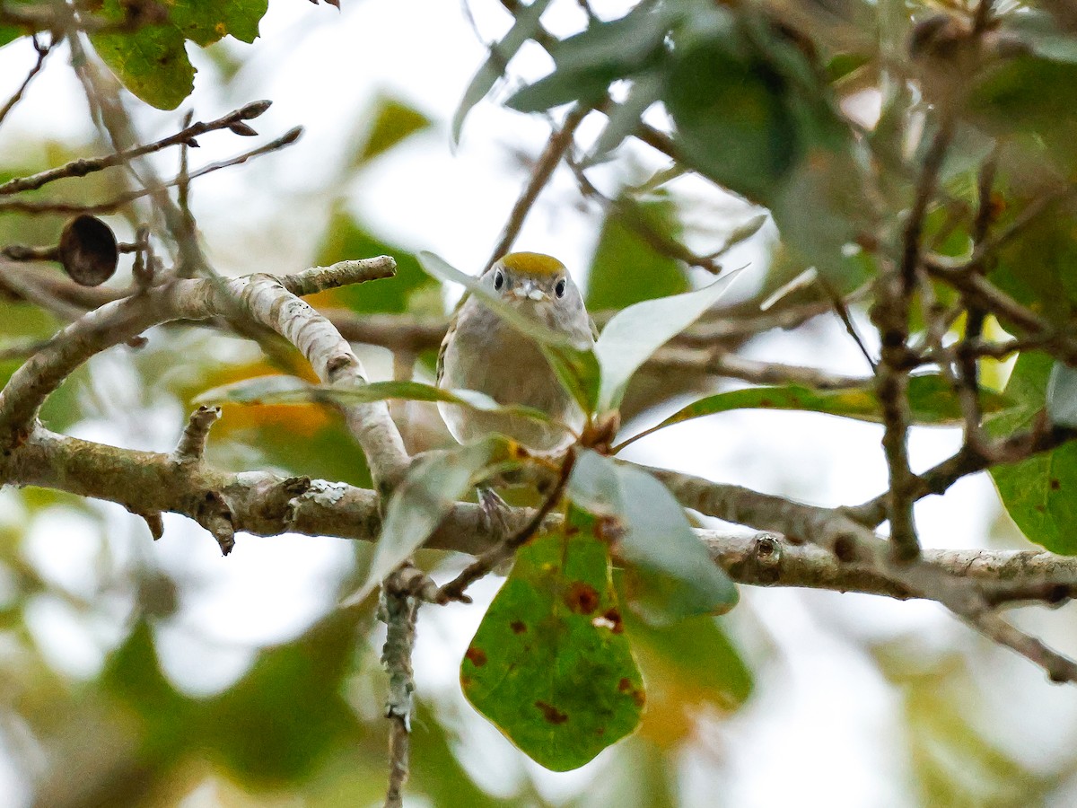 Reinita de Pensilvania - ML644437770