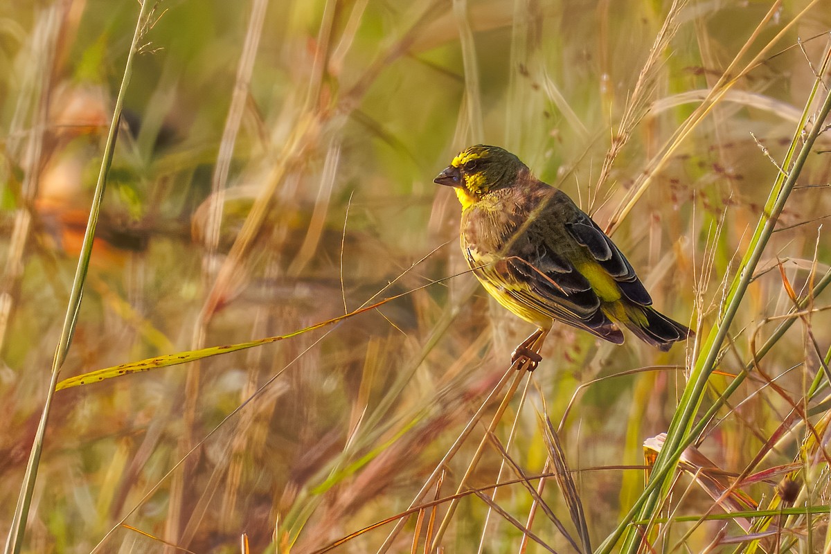 キマユカナリア - ML644437771