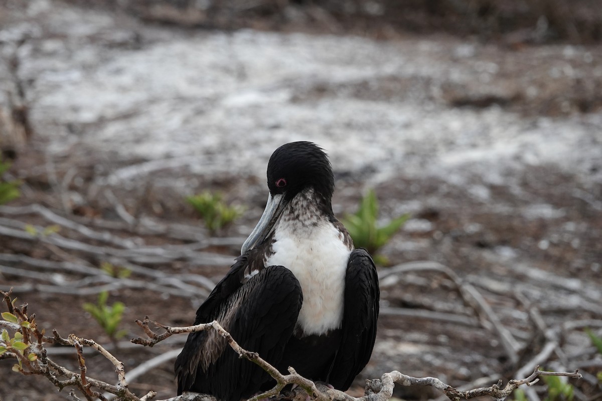 Great Frigatebird - ML644437786