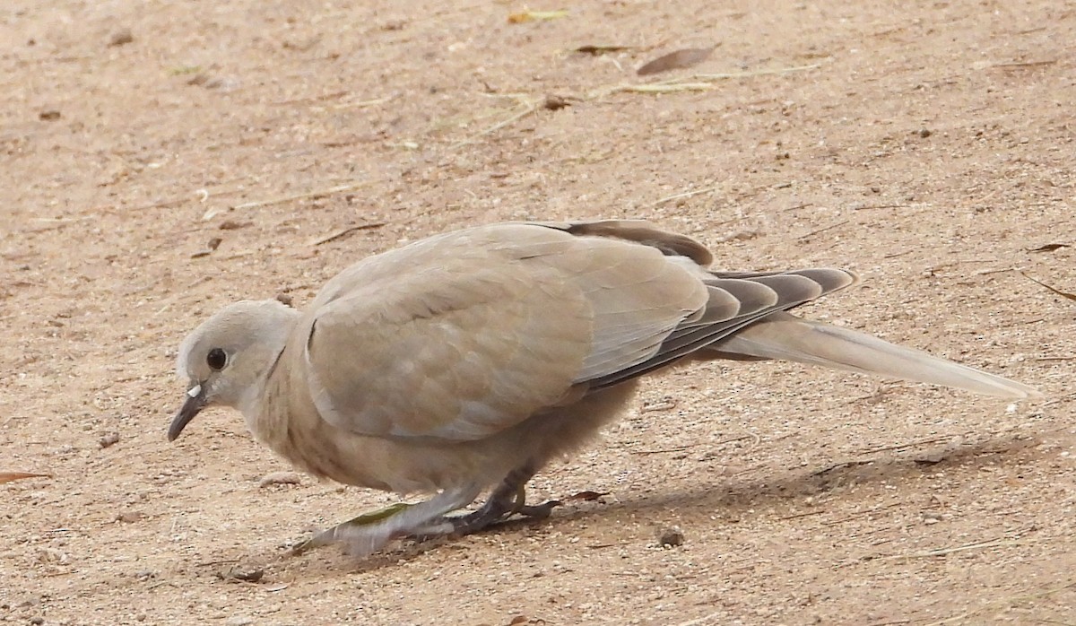 Tórtola Turca - ML644437797