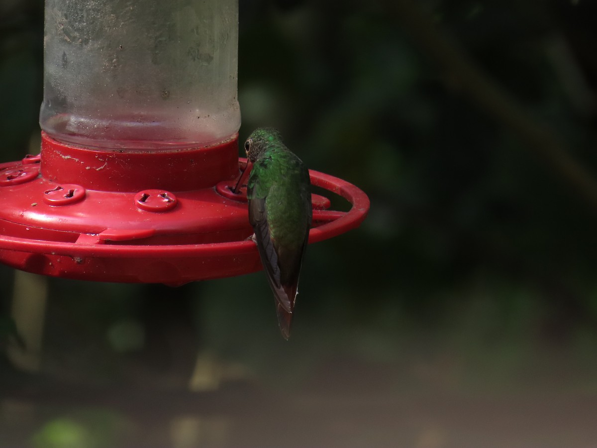yucatánkolibri - ML644437798