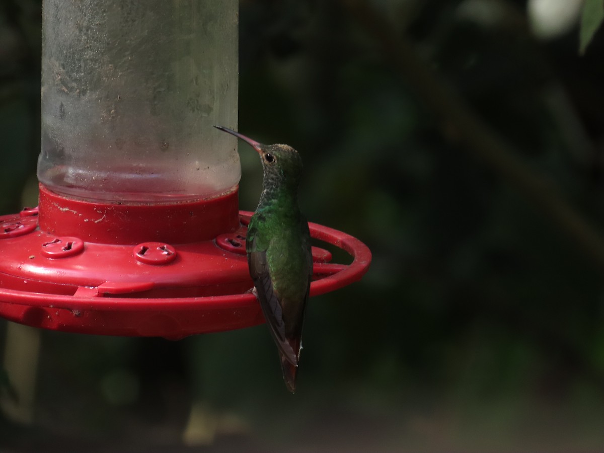 yucatánkolibri - ML644437799