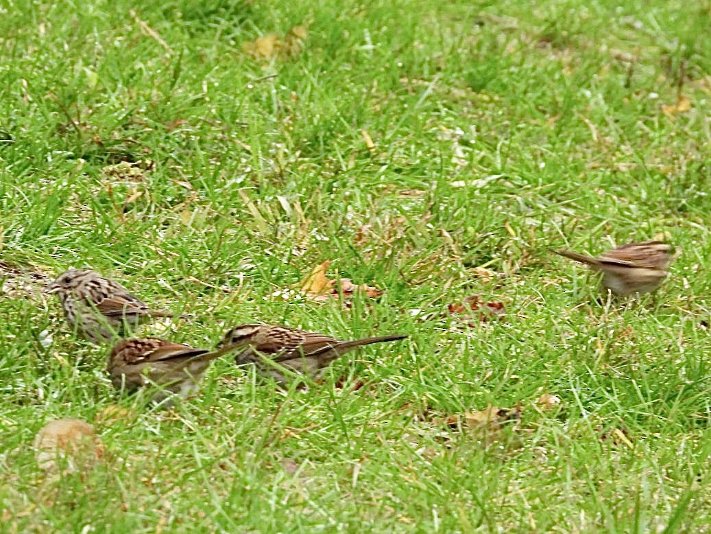 White-throated Sparrow - ML644437800