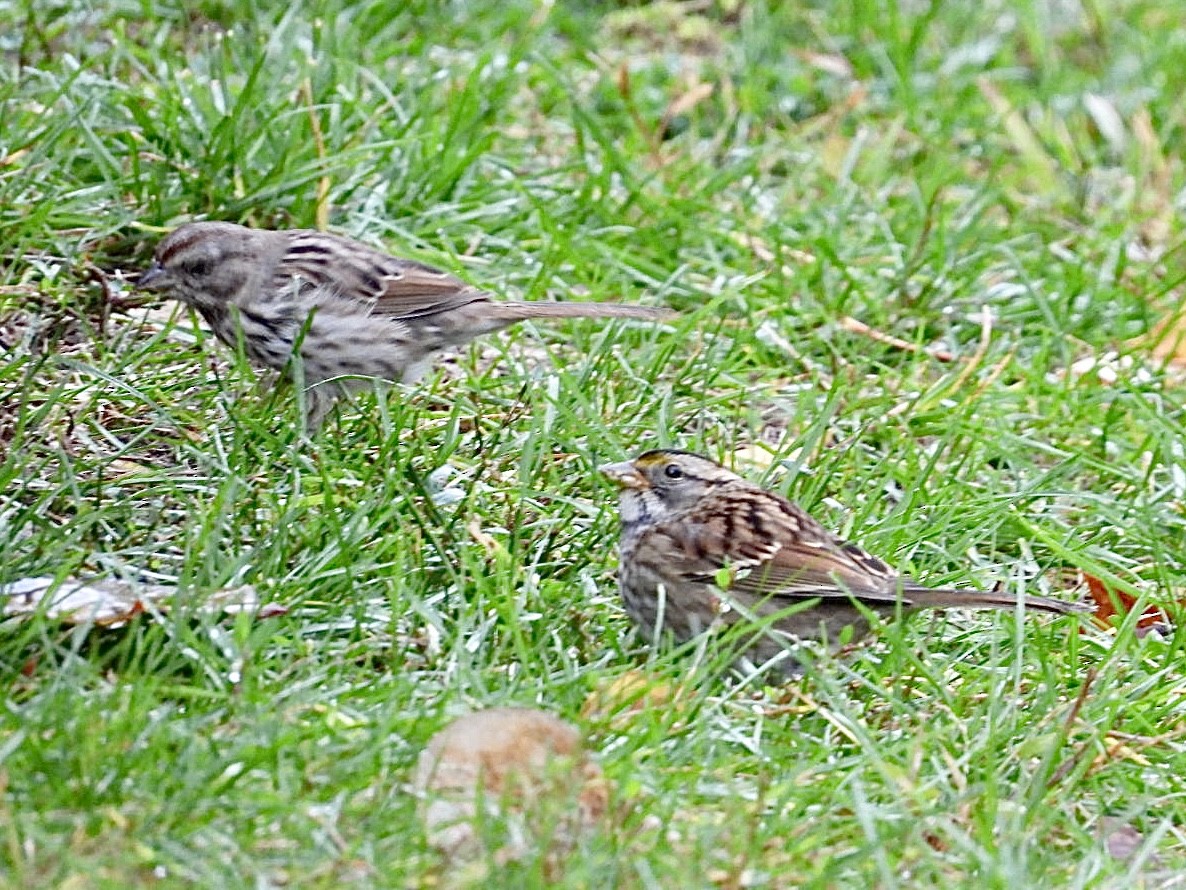 White-throated Sparrow - ML644437801