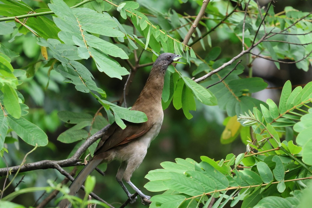 gråhodehokko - ML644437811