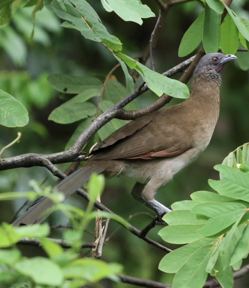 gråhodehokko - ML644437812