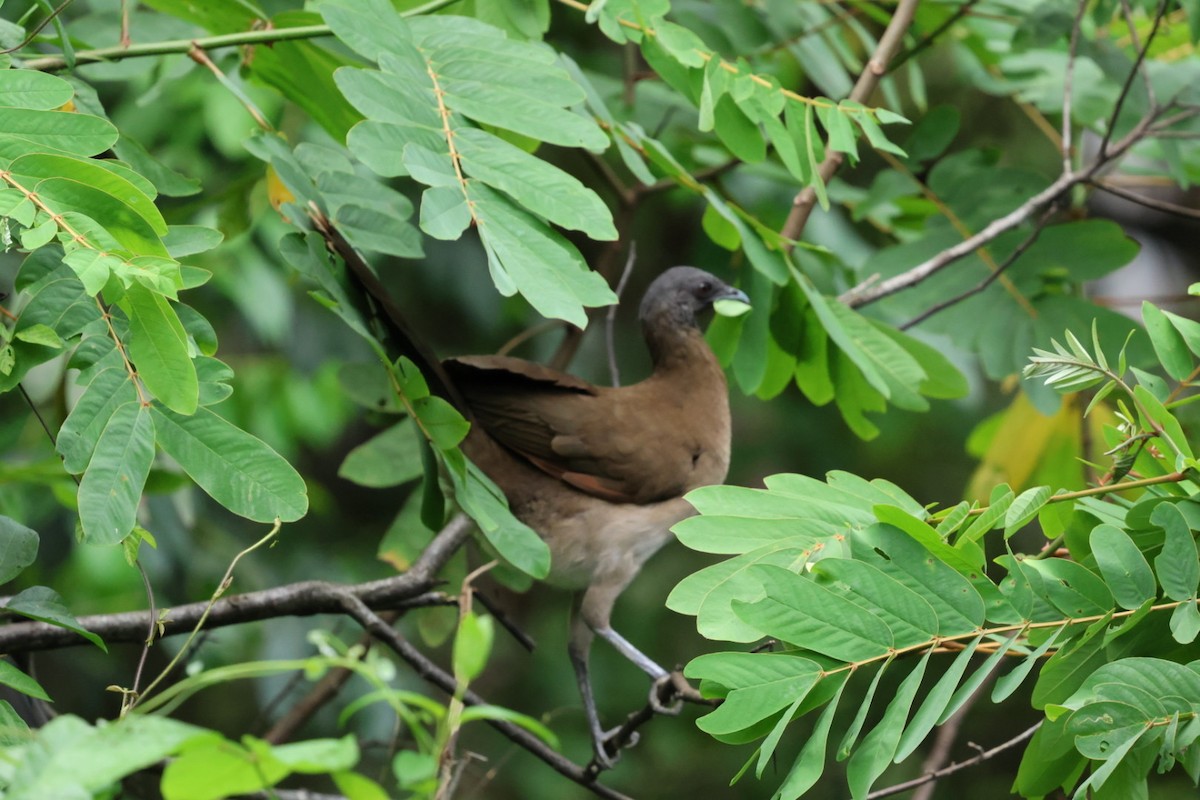 gråhodehokko - ML644437813