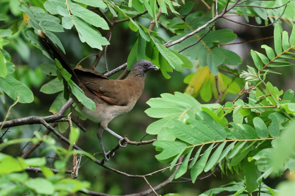 gråhodehokko - ML644437814