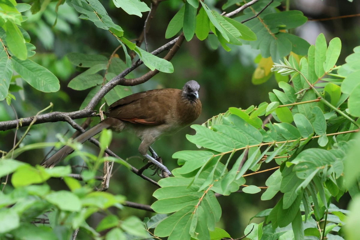 gråhodehokko - ML644437815