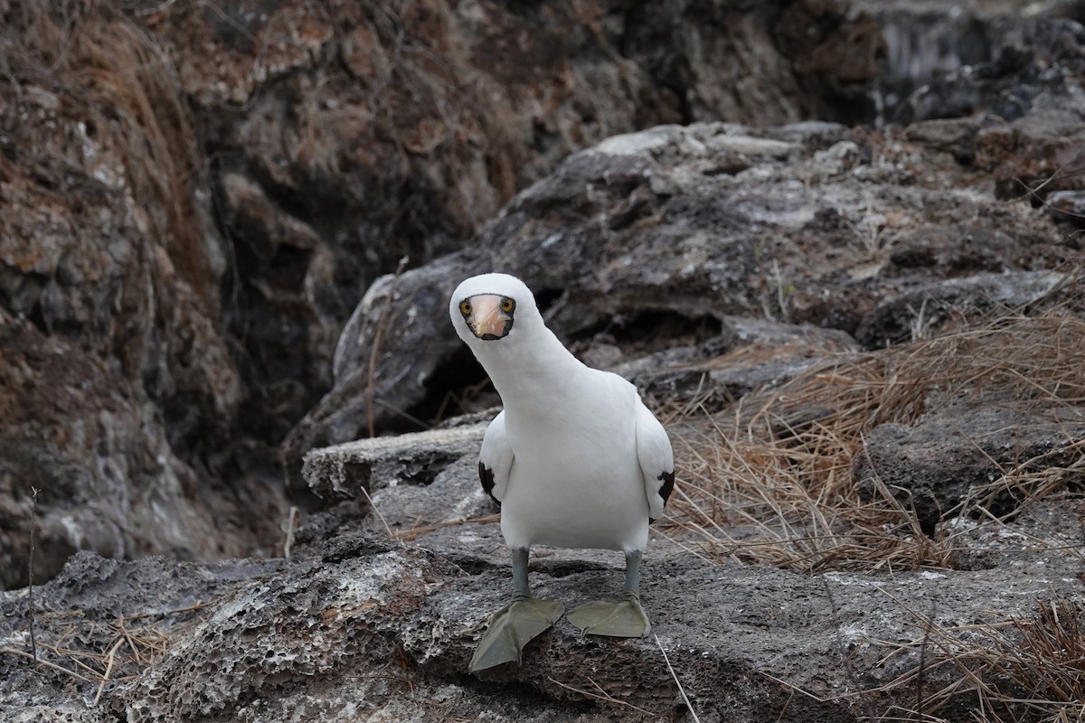 Nazca Booby - ML644437817