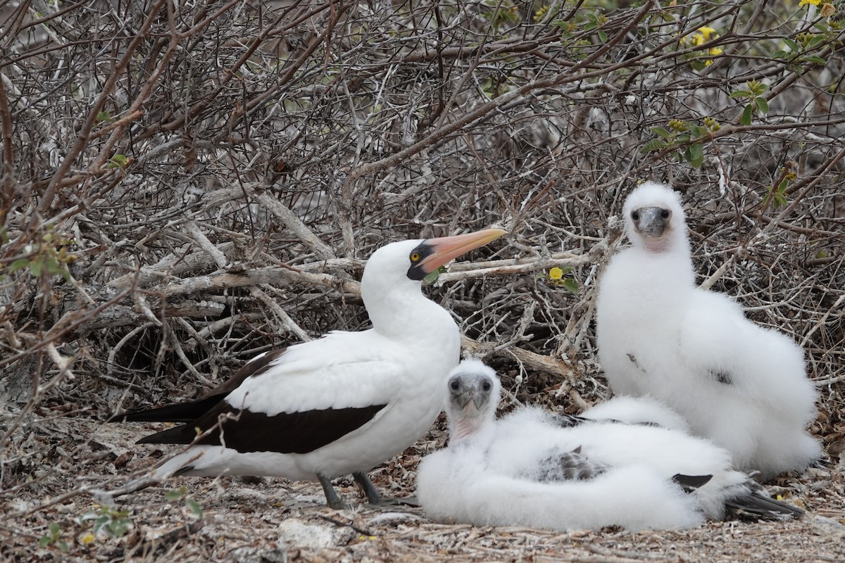 Nazca Booby - ML644437818