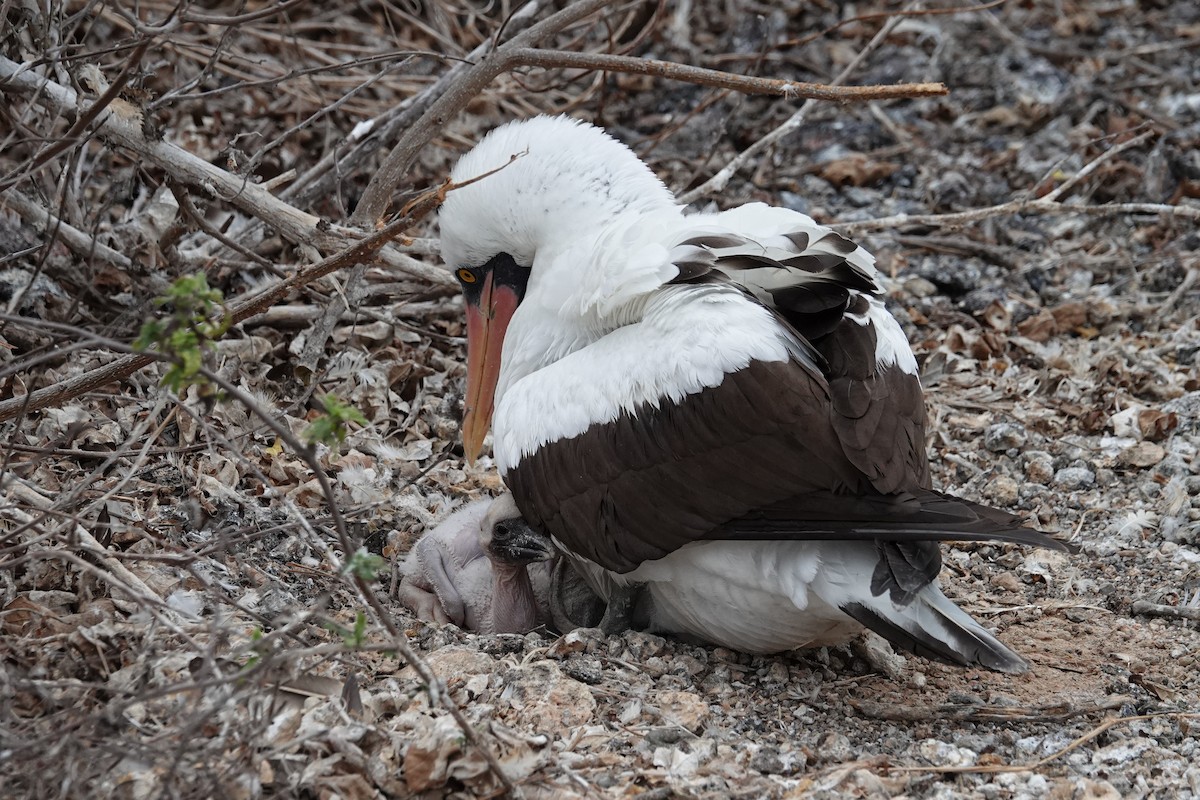 Nazca Booby - ML644437819