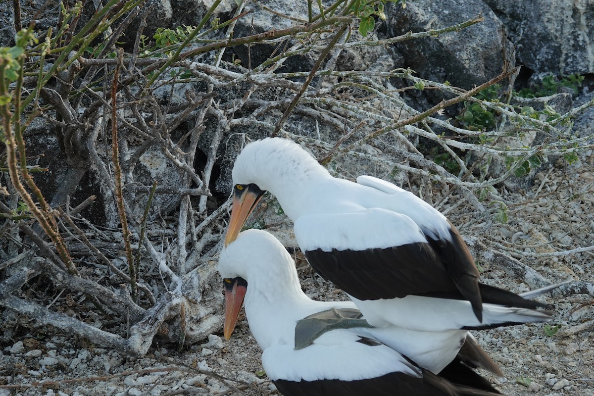 Nazca Booby - ML644437820
