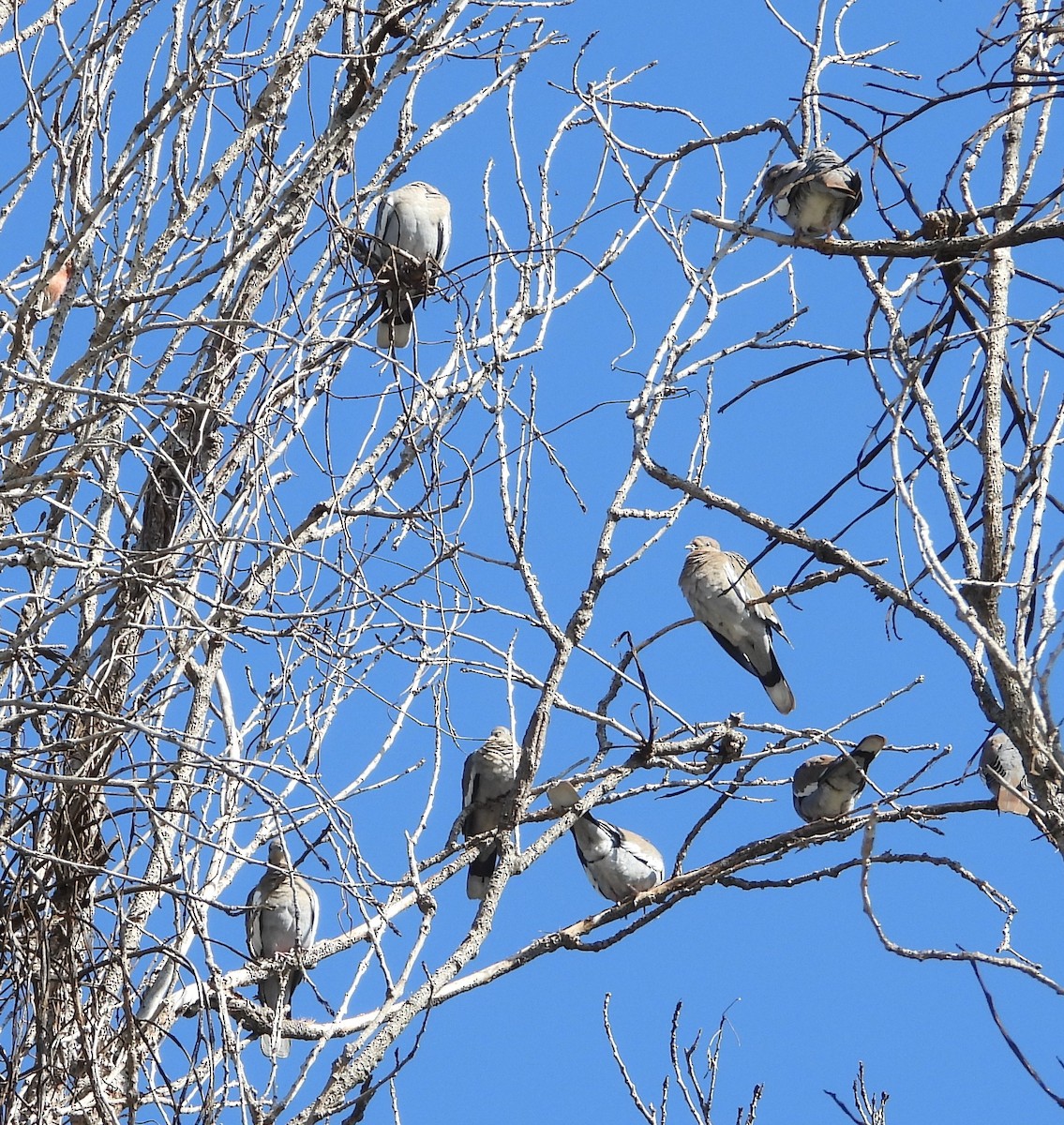 Zenaida Aliblanca - ML644437821