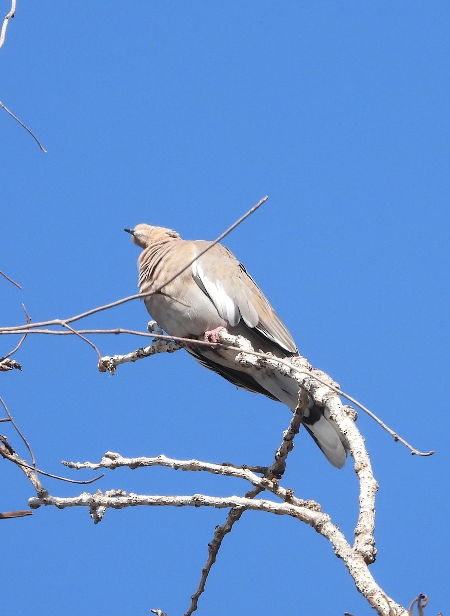 Zenaida Aliblanca - ML644437822