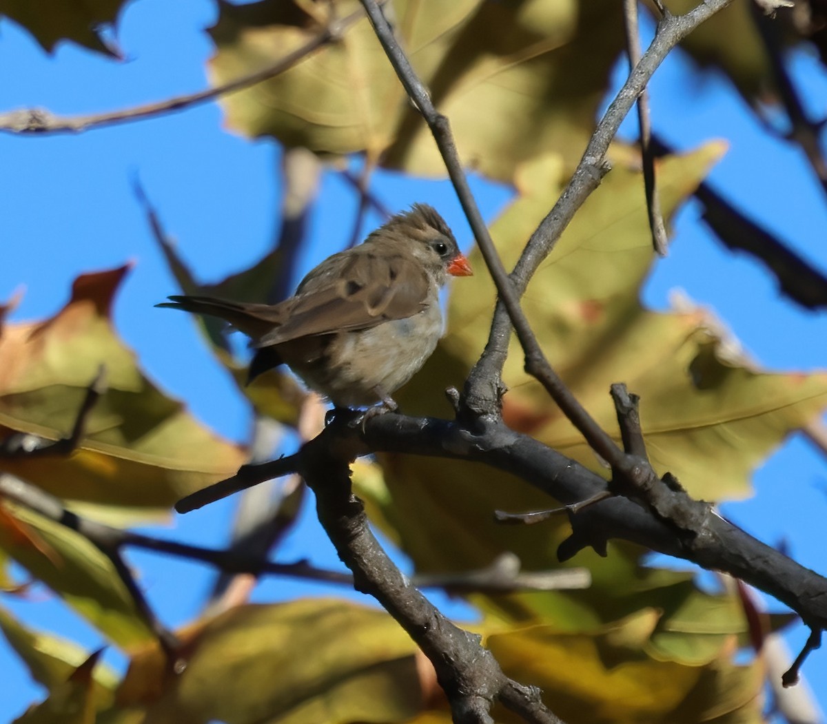 針尾維達雀 - ML644437854