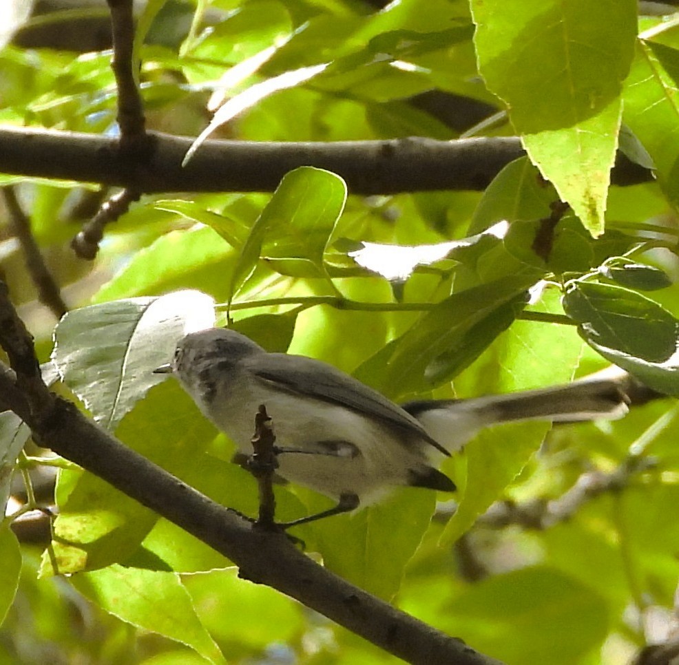 Perlita Grisilla - ML644437855