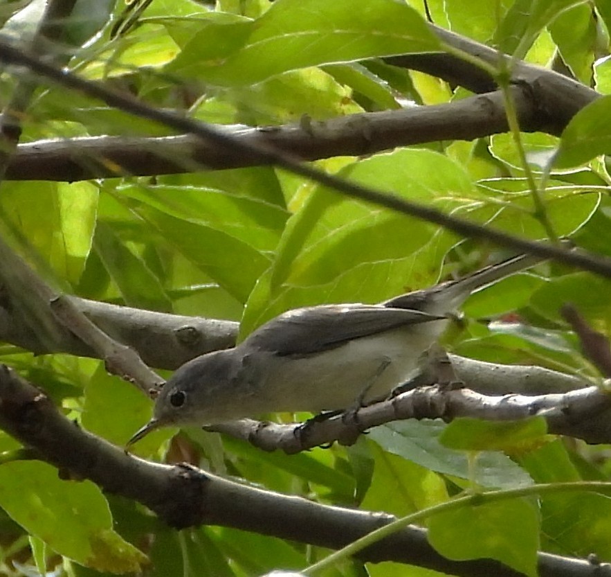 Perlita Grisilla - ML644437856