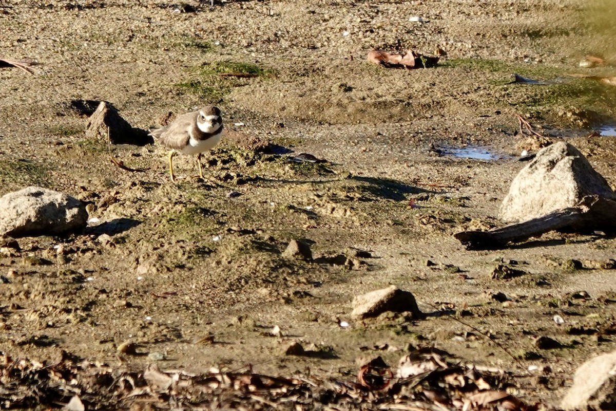 Semipalmated Plover - ML644437867