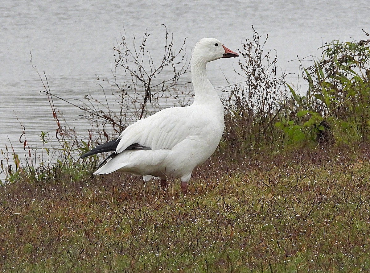 Snow Goose - ML644437868