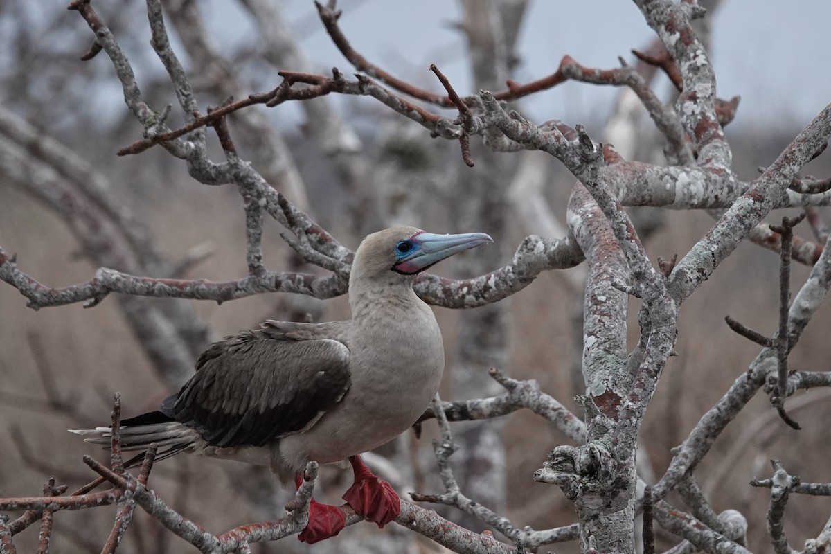 Red-footed Booby - ML644437869