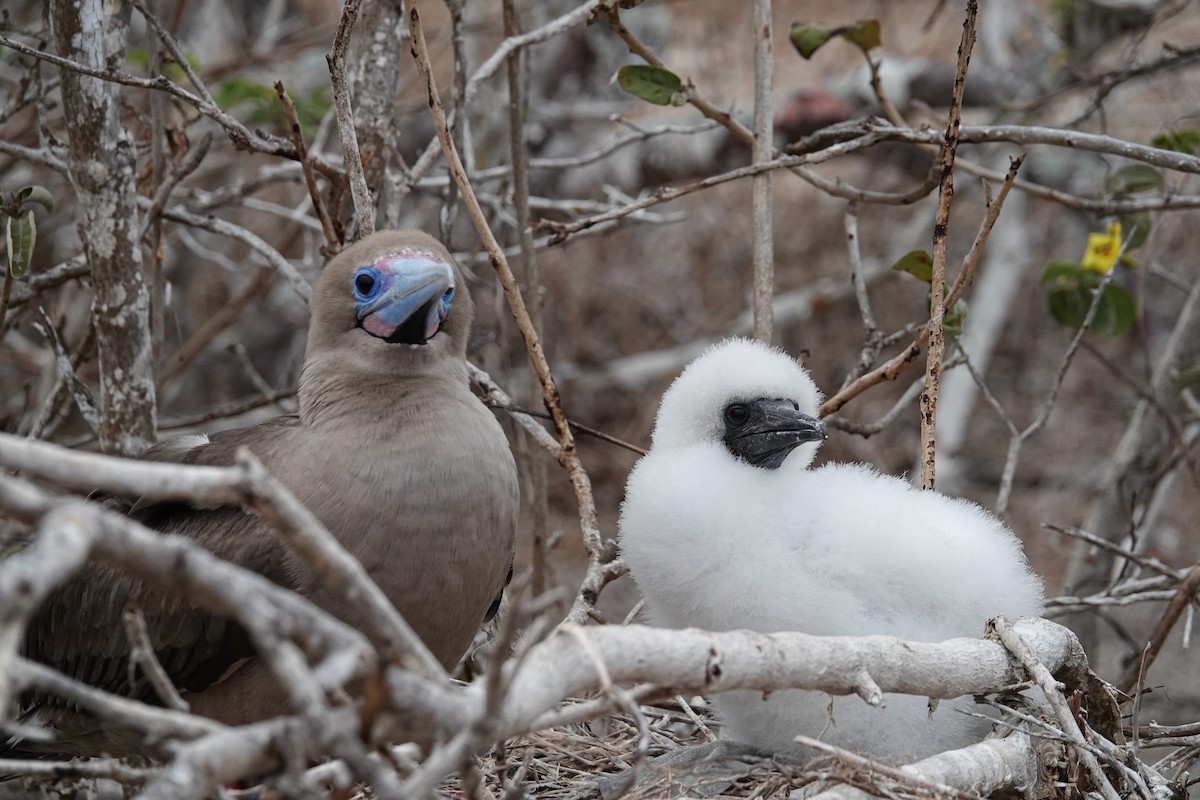 Red-footed Booby - ML644437870