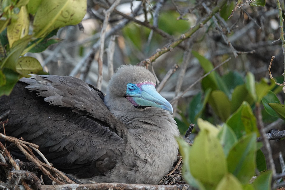 Red-footed Booby - ML644437871