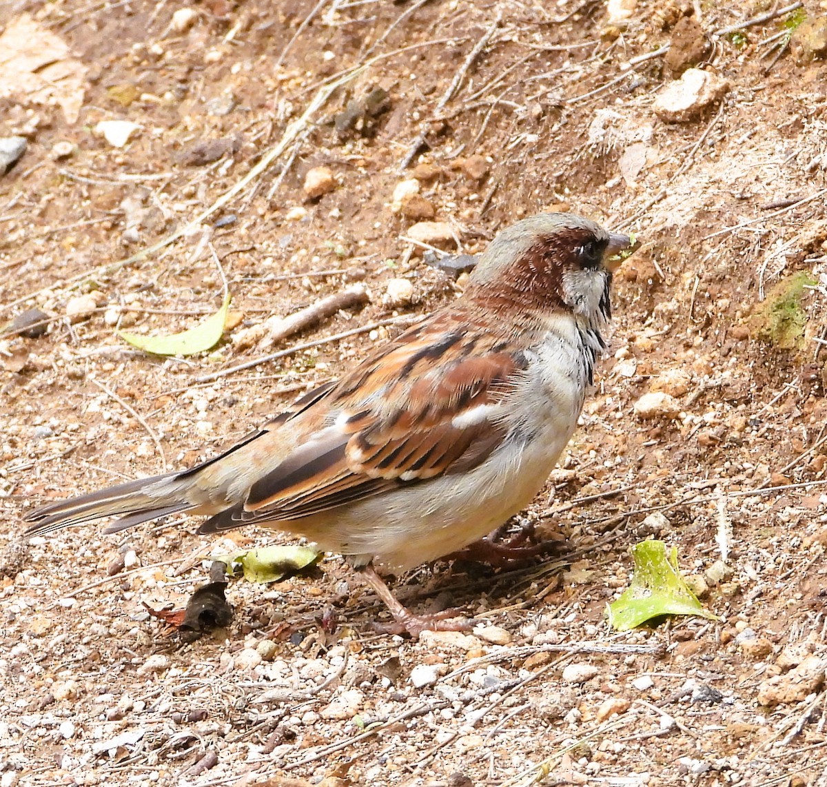 Gorrión Común - ML644437876