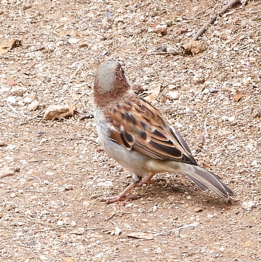 Gorrión Común - ML644437877