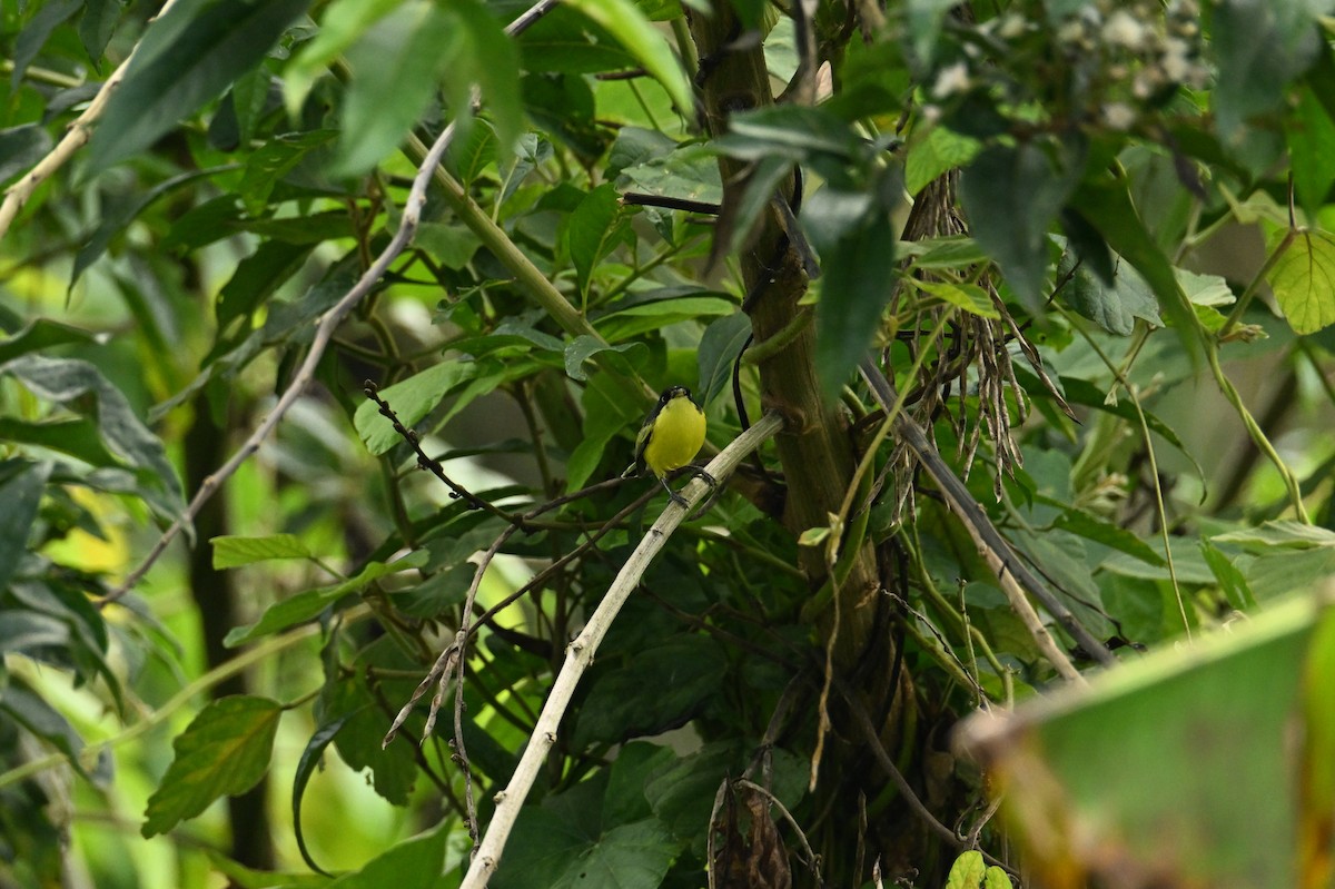 Common Tody-Flycatcher - ML644437886