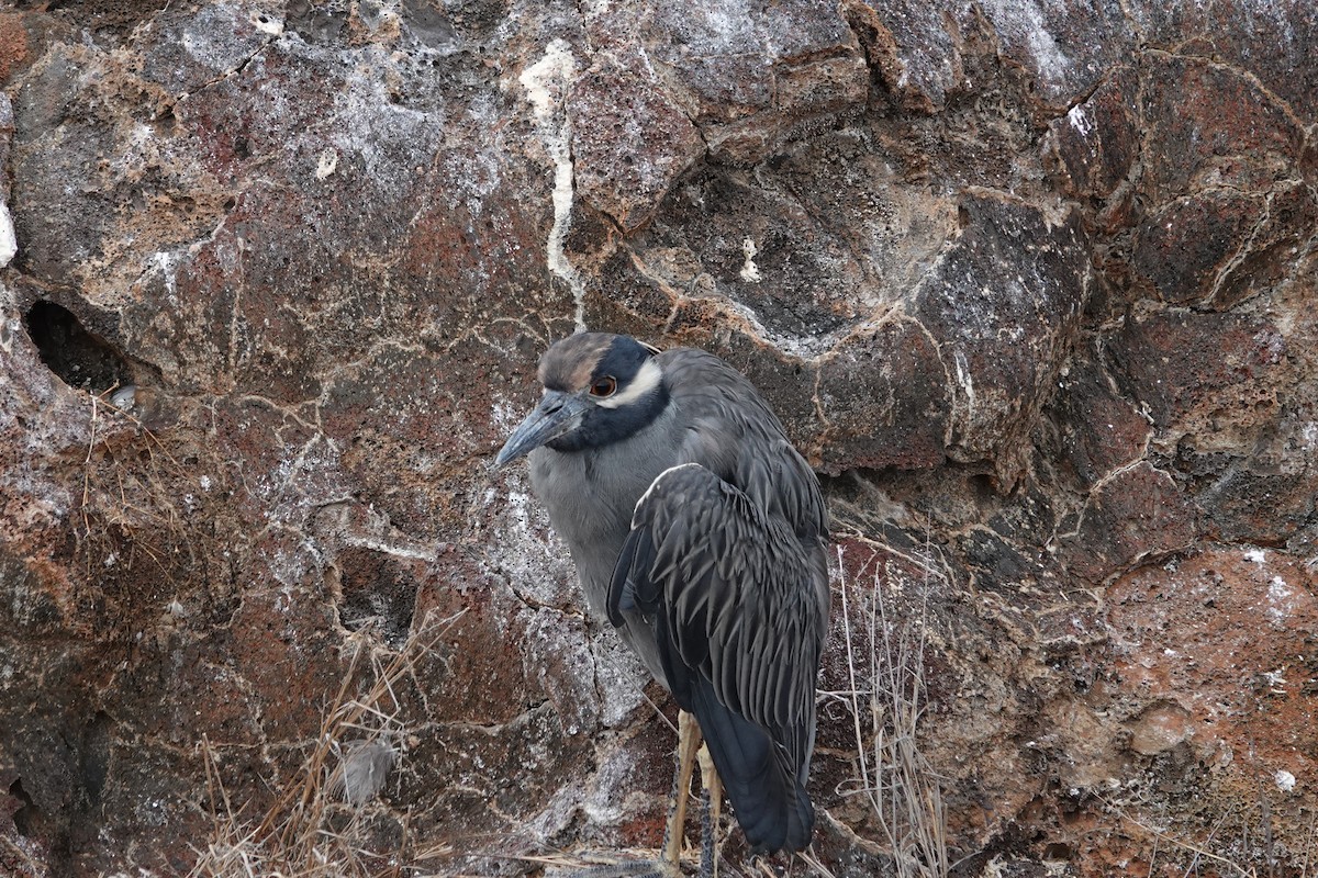 אנפת לילה צהובת-כיפה - ML644437890
