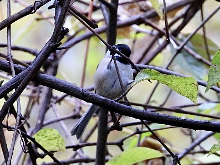 Black-capped Chickadee - ML644437892