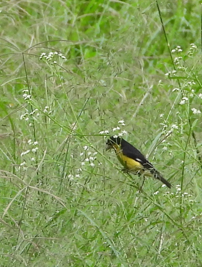 Jilguero Menor - ML644437903