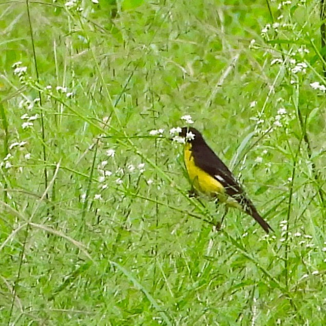 Jilguero Menor - ML644437904