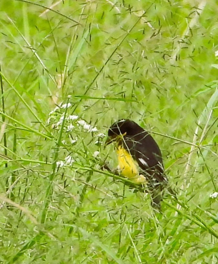 Jilguero Menor - ML644437905