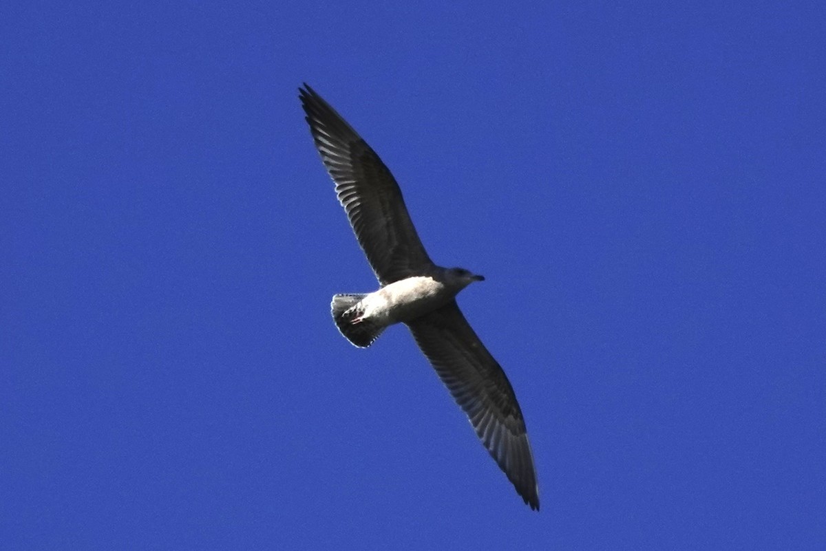 American Herring Gull - ML644437933