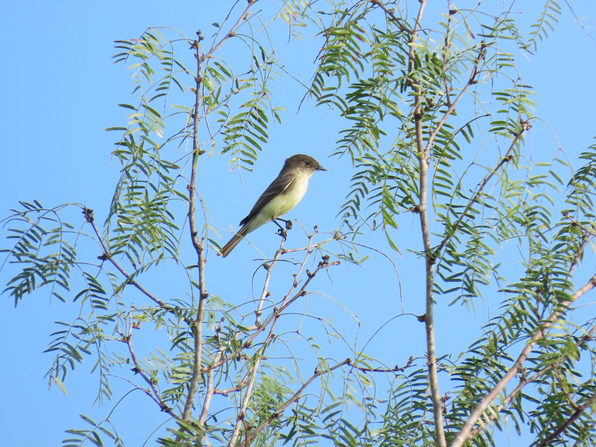 Weißbauch-Phoebetyrann - ML644437935