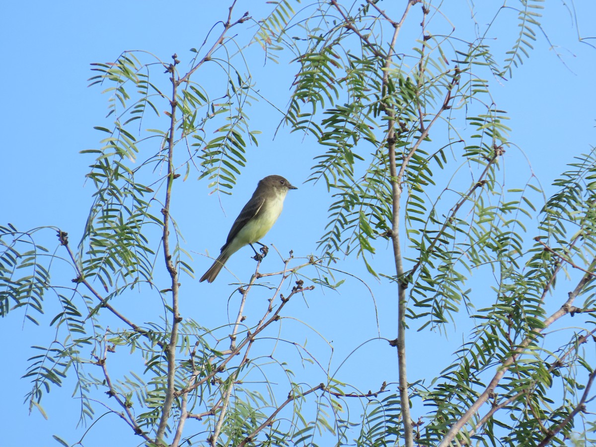 Weißbauch-Phoebetyrann - ML644437936