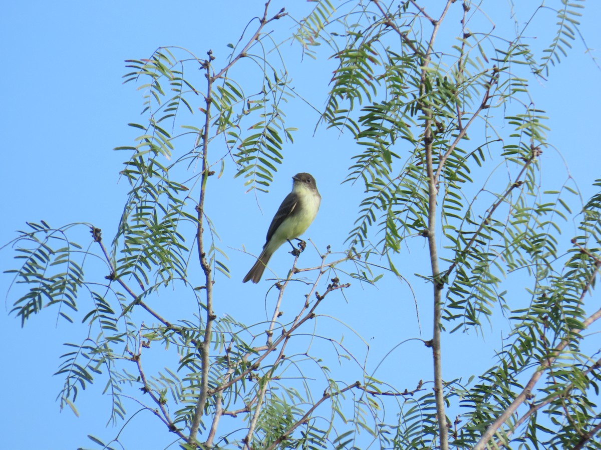 Weißbauch-Phoebetyrann - ML644437937