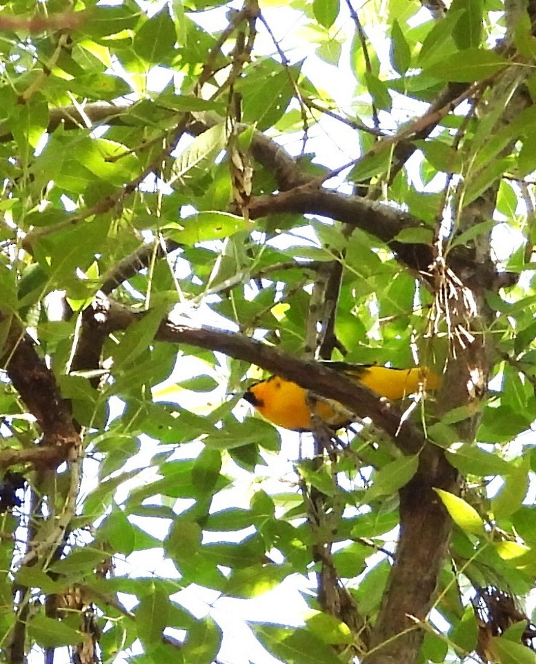 Turpial Dorsinegro - ML644437941