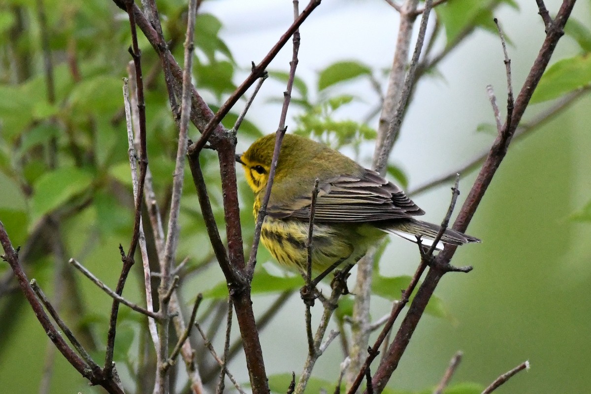 Paruline des prés - ML644437947