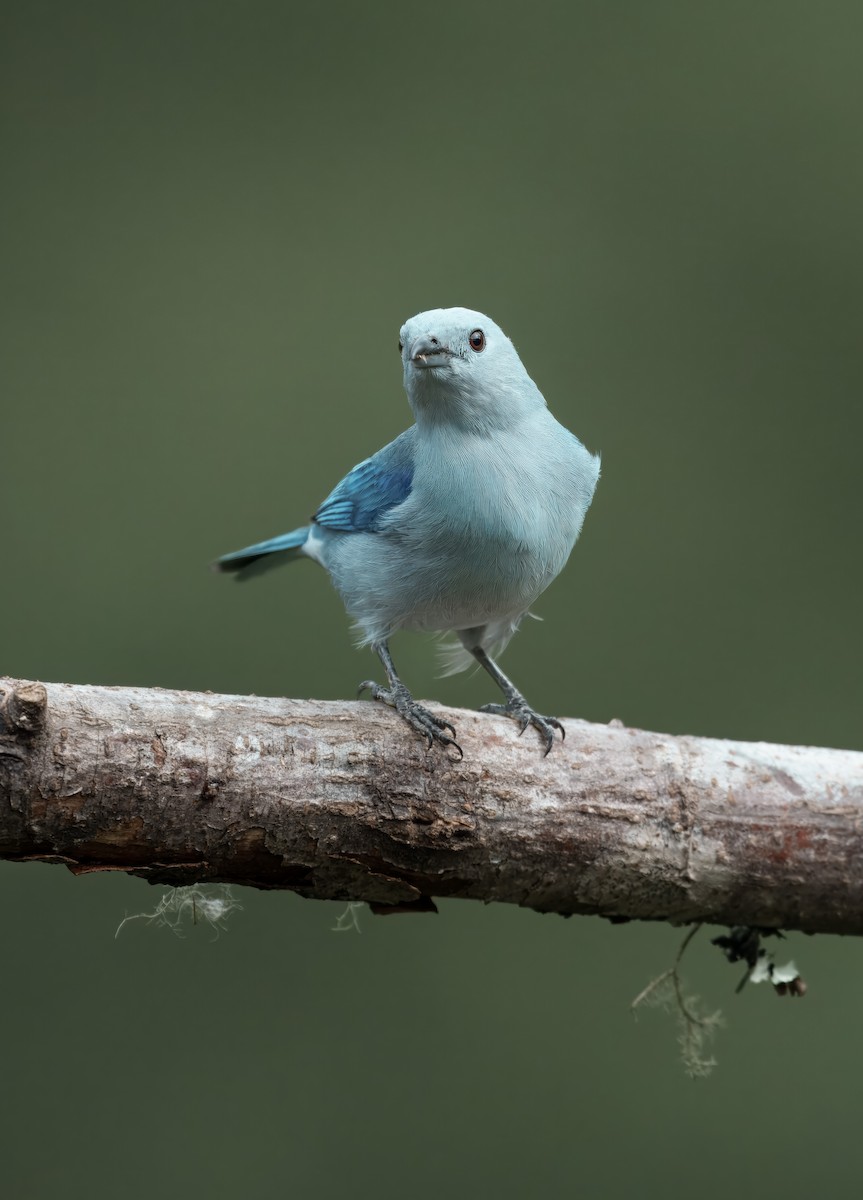 Blue-gray Tanager - ML644437951