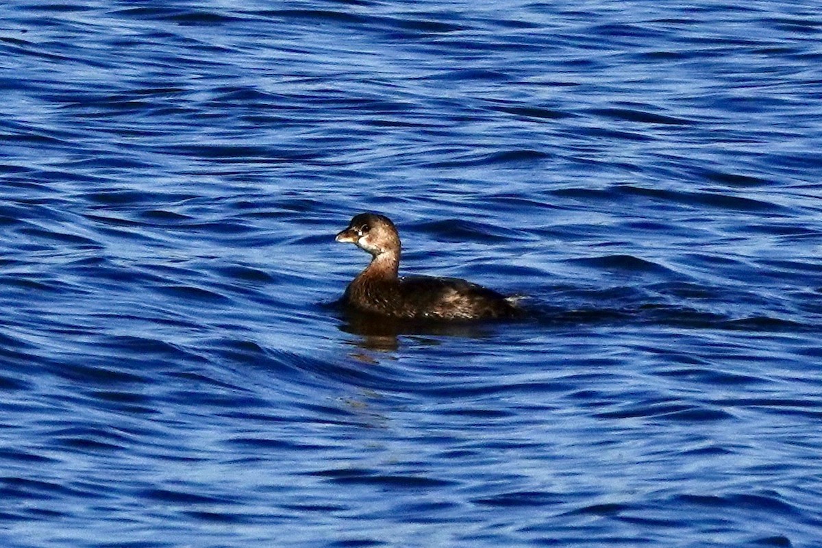 Pied-billed Grebe - ML644437952