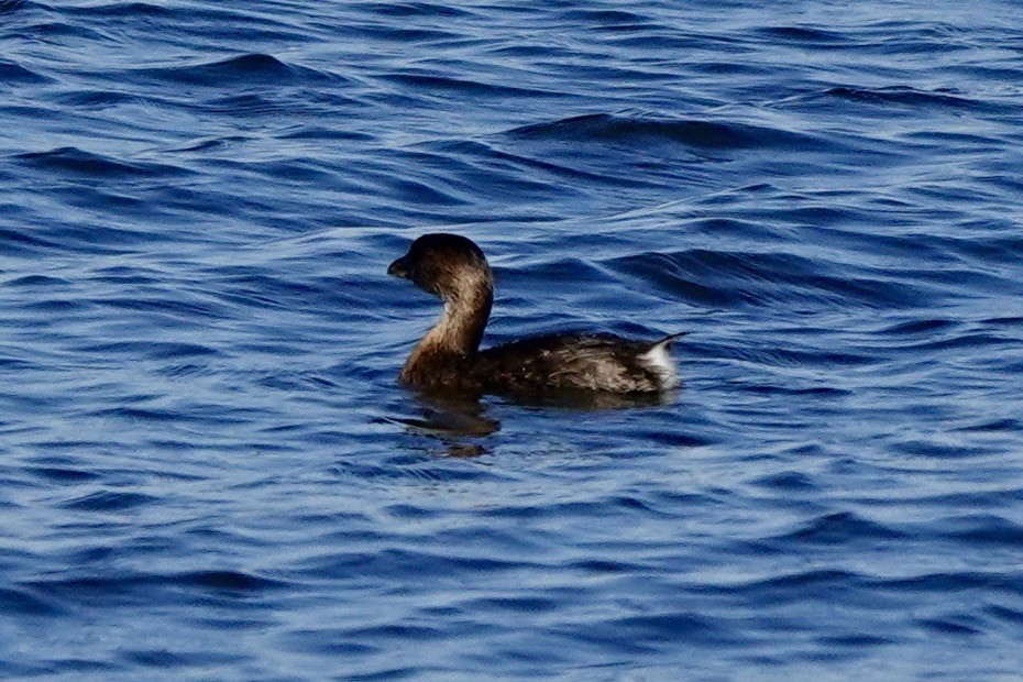 Pied-billed Grebe - ML644437953