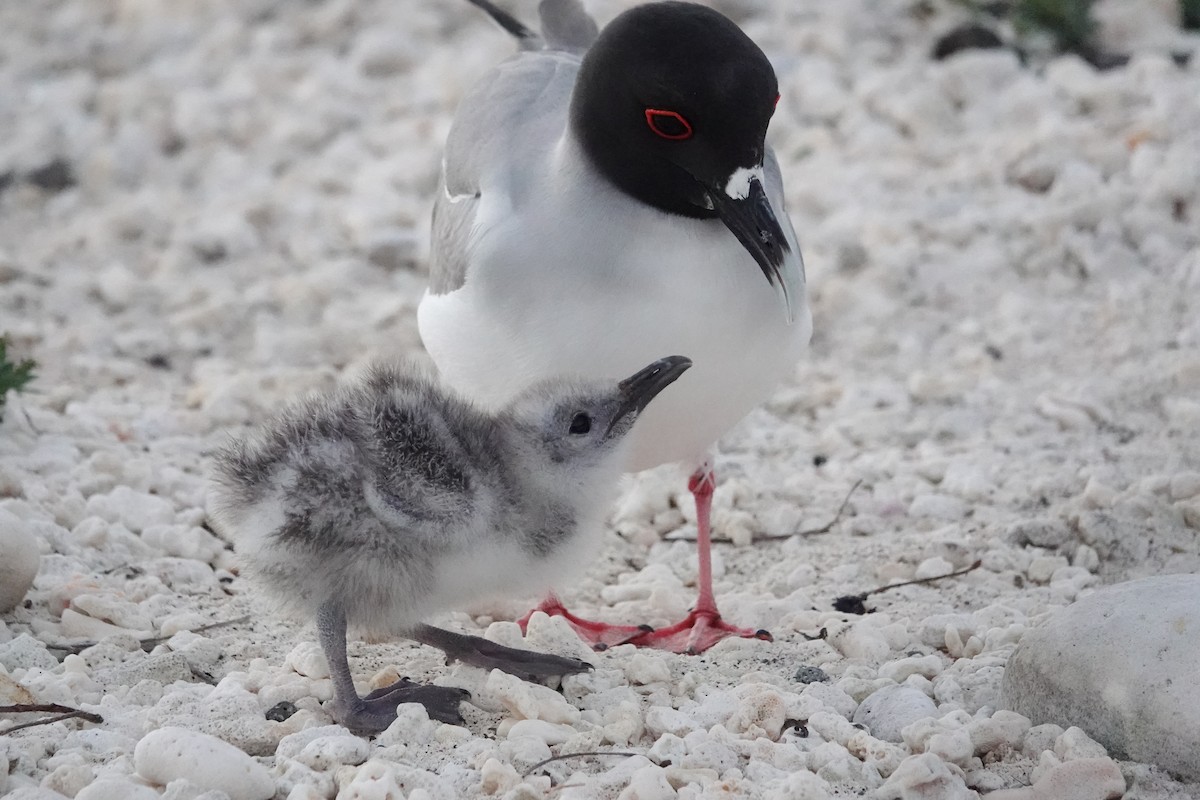 Swallow-tailed Gull - ML644437960